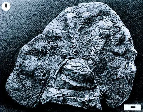 Рис 13Eozoon canadense канадская заря жизни А иллюстрация из книги - фото 4