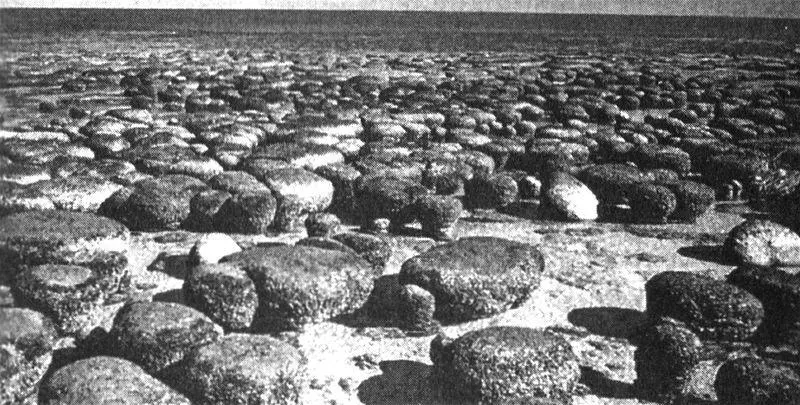 Рис 16Цилиндрические строматолиты в заливе Шарк Австралия фотография - фото 8