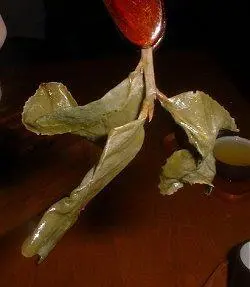 Совсем хороший чай при заваривании разворачивается вот в такие вот - фото 30