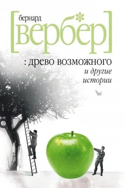 Бернард Вербер «Древо возможного» и другие истории обложка книги