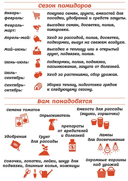 Выбор сортов Самым популярным у человечества овощем является томат если - фото 1