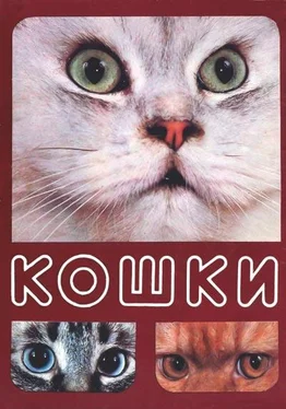 Николай Непомнящий Кошки обложка книги