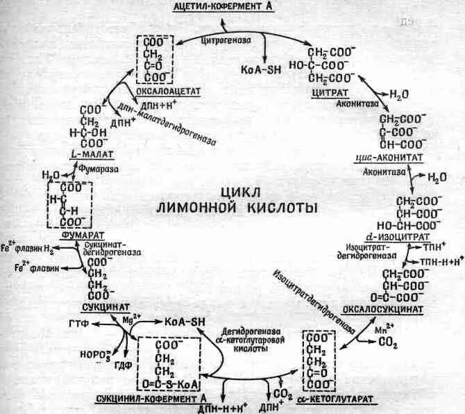 Фиг 31 Цикл Кребса Вы видите здесь ряд молекул последовательно - фото 15
