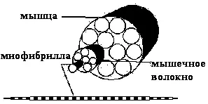 Рис1 Состав мышцы Под микроскопом видно что миофибрилла состоит из - фото 37