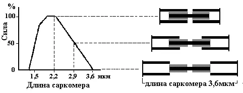 Рис5 Влияние растяжки на силу мышцы Полноценно отдохнувшая мышца имеет - фото 41