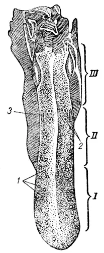 Рис 12 Язык собаки и расположение на нем вкусовых сосочков I кончик языка - фото 12