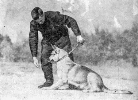 Рис 35 Первый способ приучения собаки к укладке В результате неоднократного - фото 38