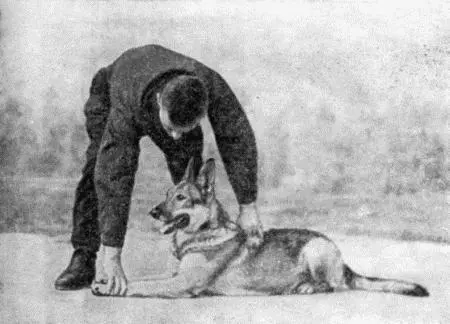 Рис 36 Второй способ приучения собаки к укладке Третий способ Собака - фото 39