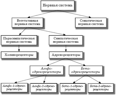 Рис 5 Отделы нервной системы Когда возникает потребность отдохнуть и - фото 5