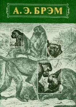 Альфред Брэм Жизнь животных Том I Млекопитающие обложка книги