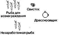 Успешный дрессировщик дельфинов должен предоставлять обратную связь - фото 13