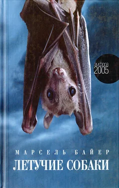 Марсель Байер Летучие собаки обложка книги