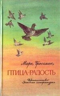 Марк Гроссман Птица-Радость. Рассказы о голубиной охоте. обложка книги