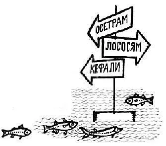 Кто бы раньше поверил что можно устроить в море рыбью кормушку тридцать тысяч - фото 82