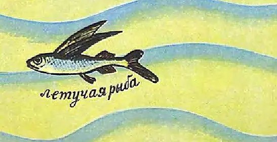 ХОЗЯИН МОРЯ А теперь по этим рисункам составь сам рассказ в чём человек взял с - фото 101