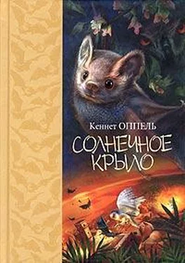 Кеннет Оппель Солнечное крыло обложка книги