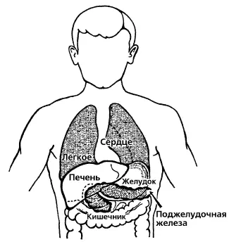 Рис 11 Расположение поджелудочной железы относительно других внутренних - фото 2