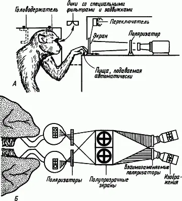 Рис 10 Исследования процессов обучения у обезьян подвергнутых операции - фото 11