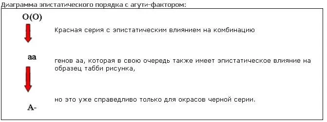 Формирование агутиполос Давайте более обстоятельно и внимательно рассмотрим - фото 10