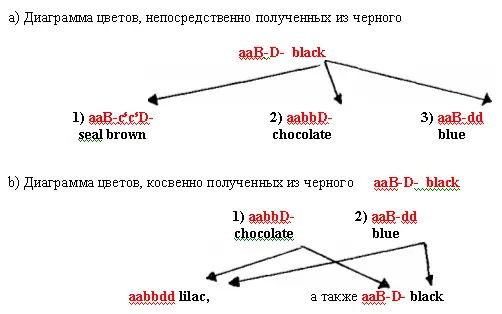 Обратите вниманиев случае сиамского образца окраса от родителей Blue Point и - фото 8