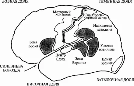 язык Но похоже что с этой областью связана обработка грамматики вообще - фото 51