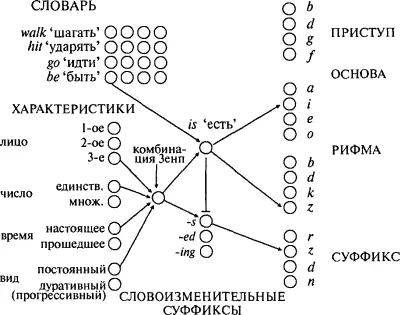 Вопервых существует банк нейронов отвечающих за характеристики флексии - фото 53