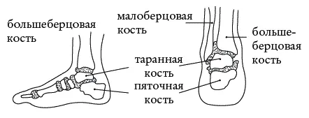 Рис 9 Таранная кость и ее связочный аппарат по сути энергетикосиловой буфер - фото 18