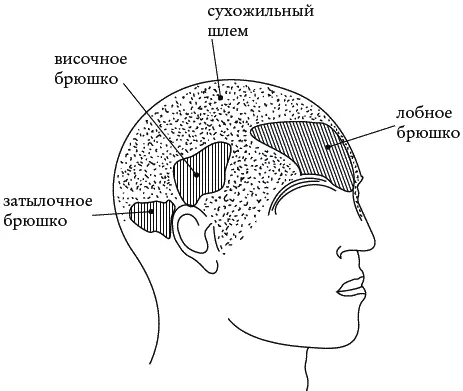 Рис 12 Ушные раковины состоят из хрящевой ткани которая способна накапливать - фото 26