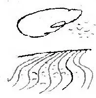 Рано утром вскочила побегла за реку глядеть кукурузное поле и расстроилась - фото 11