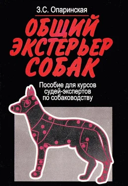 Зоя Опаринская Общий экстерьер собак (Пособие для курсов судей-экспертов по собаководству) обложка книги