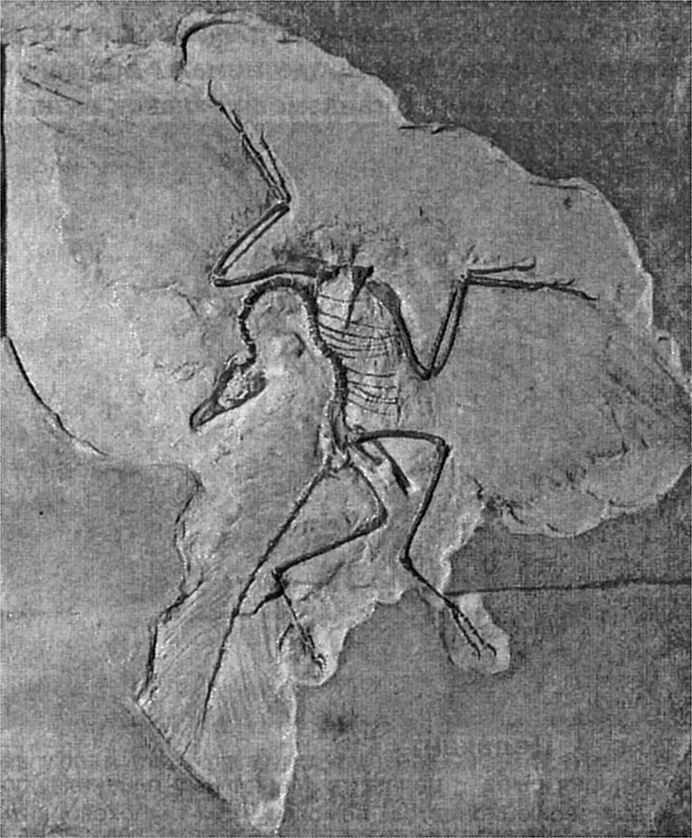 Рис 4 Целакант Кистеперая рыба целакант Массивные плавники по мнению - фото 4