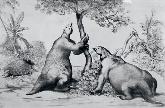 10 Reconstructions of two giant ground sloths Megatherium and behind them - фото 11