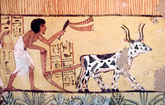 14 A painting from an Egyptian grave c1200 BC A pair of oxen ploughing a - фото 17