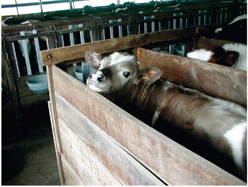 15 A modern calf in an industrial meat farm Immediately after birth the calf - фото 18