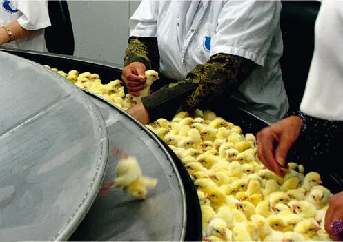 40 Chicks on a conveyor belt in a commercial hatchery Male chicks and - фото 61