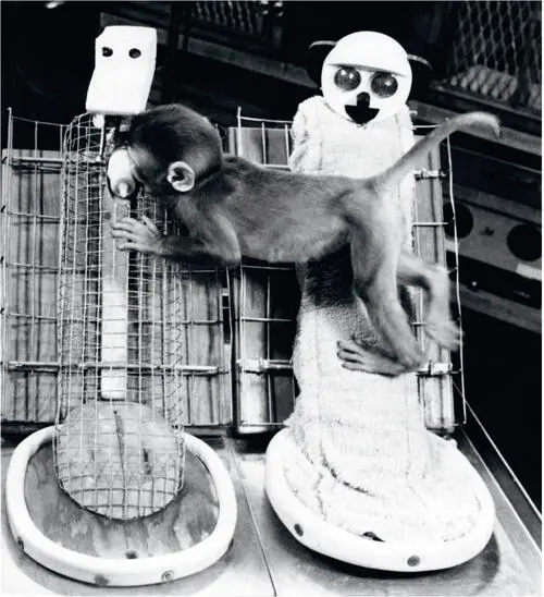 41 One of Harlows orphaned monkeys clings to the cloth mother even while - фото 62