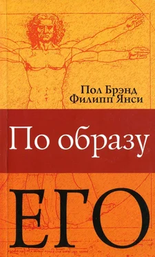 Пол Брэнд По образу Его обложка книги