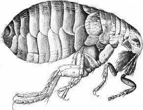 Pulex irritans One of Marinuss seminarians exhibits the illustration from - фото 27