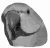 Ожереловые и другие кольчатые попугаи - изображение 29