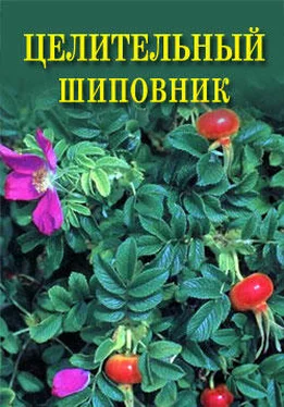 Иван Дубровин Целительный шиповник обложка книги