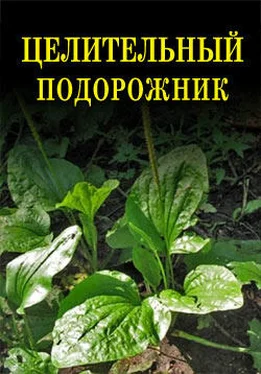 Иван Дубровин Целительный подорожник обложка книги