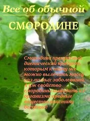 Иван Дубровин - Все об обычной смородине