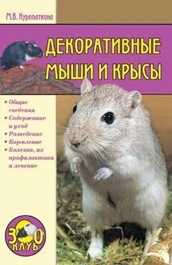 Марина Куропаткина Декоративные мыши и крысы обложка книги