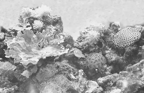 Фрагмент современного морского аквариума для содержания прикрепленных форм - фото 13