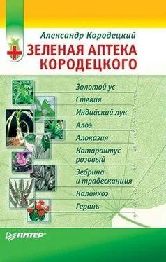 Александр Кородецкий Зеленая аптека Кородецкого: золотой ус, индийский лук, стевия и другие обложка книги