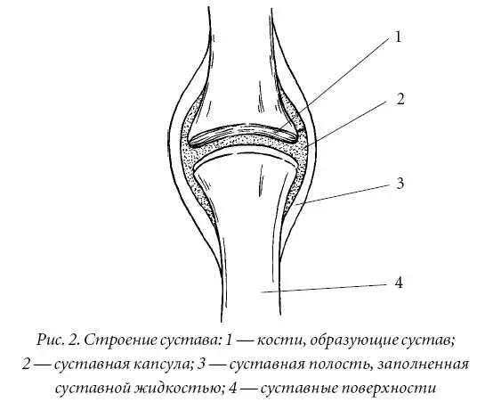 Суставы делятся на простые сочленяют две кости плечевой тазобедренный - фото 2