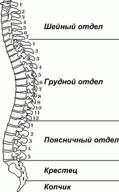 Поль Брэгг Здоровый позвоночник