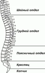 Поль Брэгг - Здоровый позвоночник