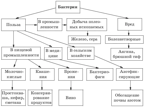 16 17 Талломы 18 2 4 5 7 8 9 10 Царство Грибы 1 А 2 I Б В Е - фото 34