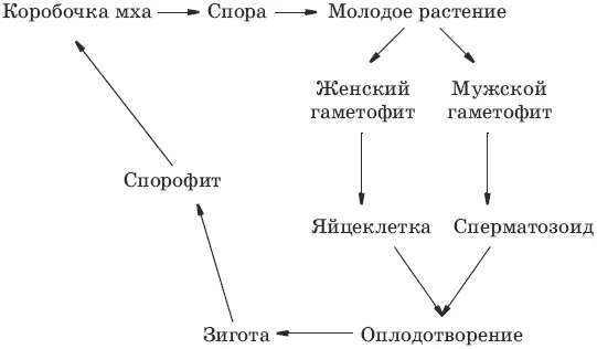5 А Вегетативно Специальными почками Б Стебля листьев В Ризоидов - фото 40